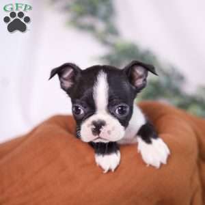 Fred (Tiny), Boston Terrier Puppy